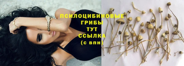 ГАЛЛЮЦИНОГЕННЫЕ ГРИБЫ Белокуриха