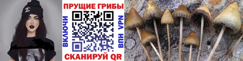 сколько стоит  Городец  Псилоцибиновые грибы Psilocybe 